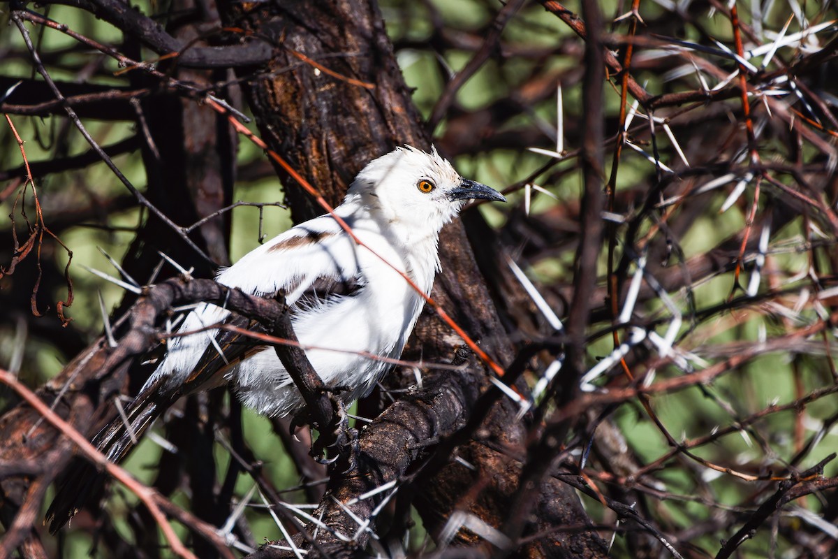 Southern Pied-Babbler - ML618084065