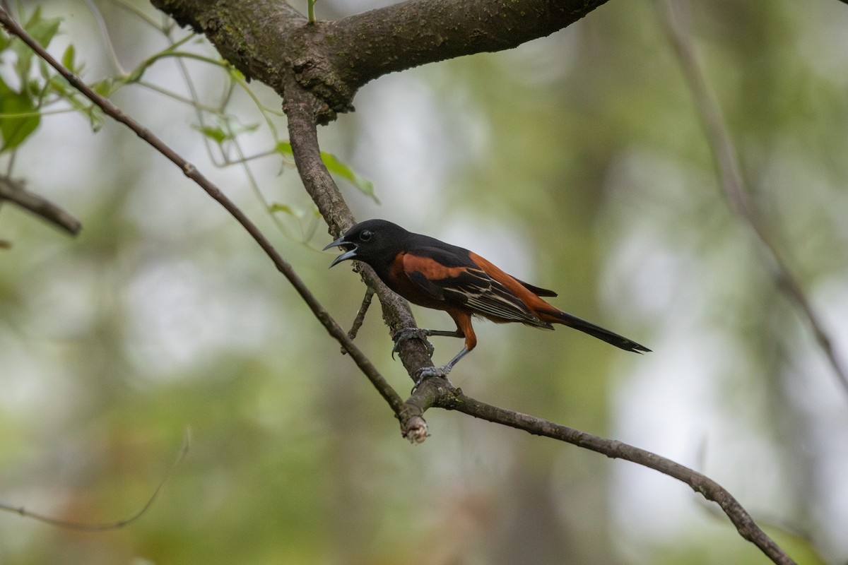 Orchard Oriole - Emily Smith