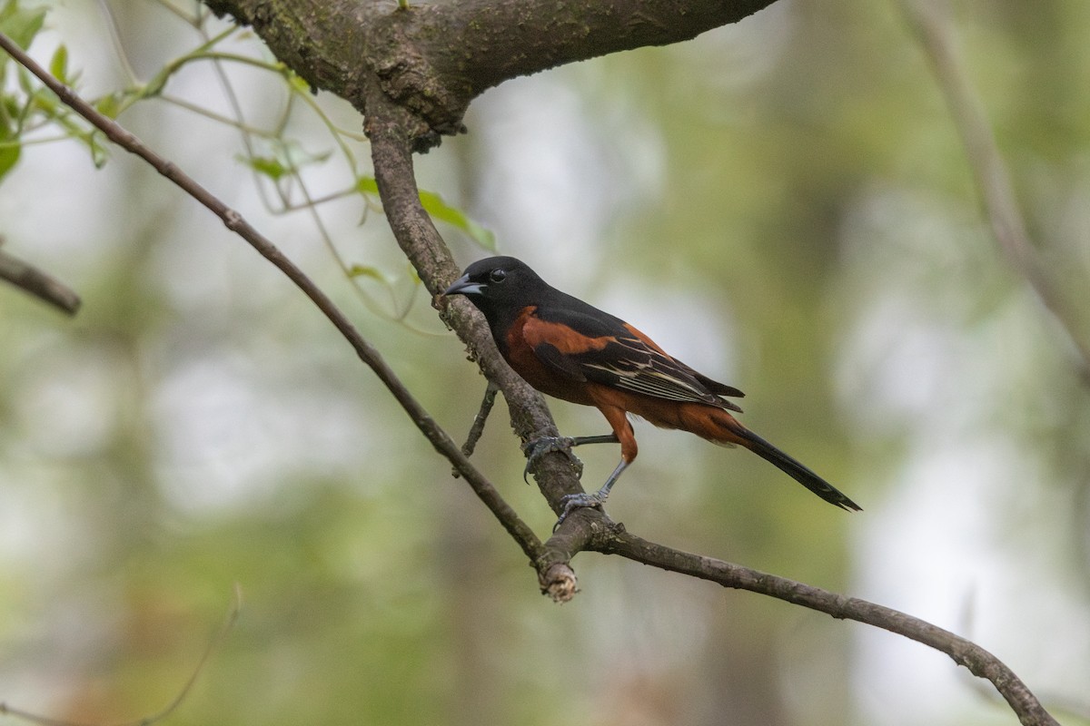 Orchard Oriole - ML618084082