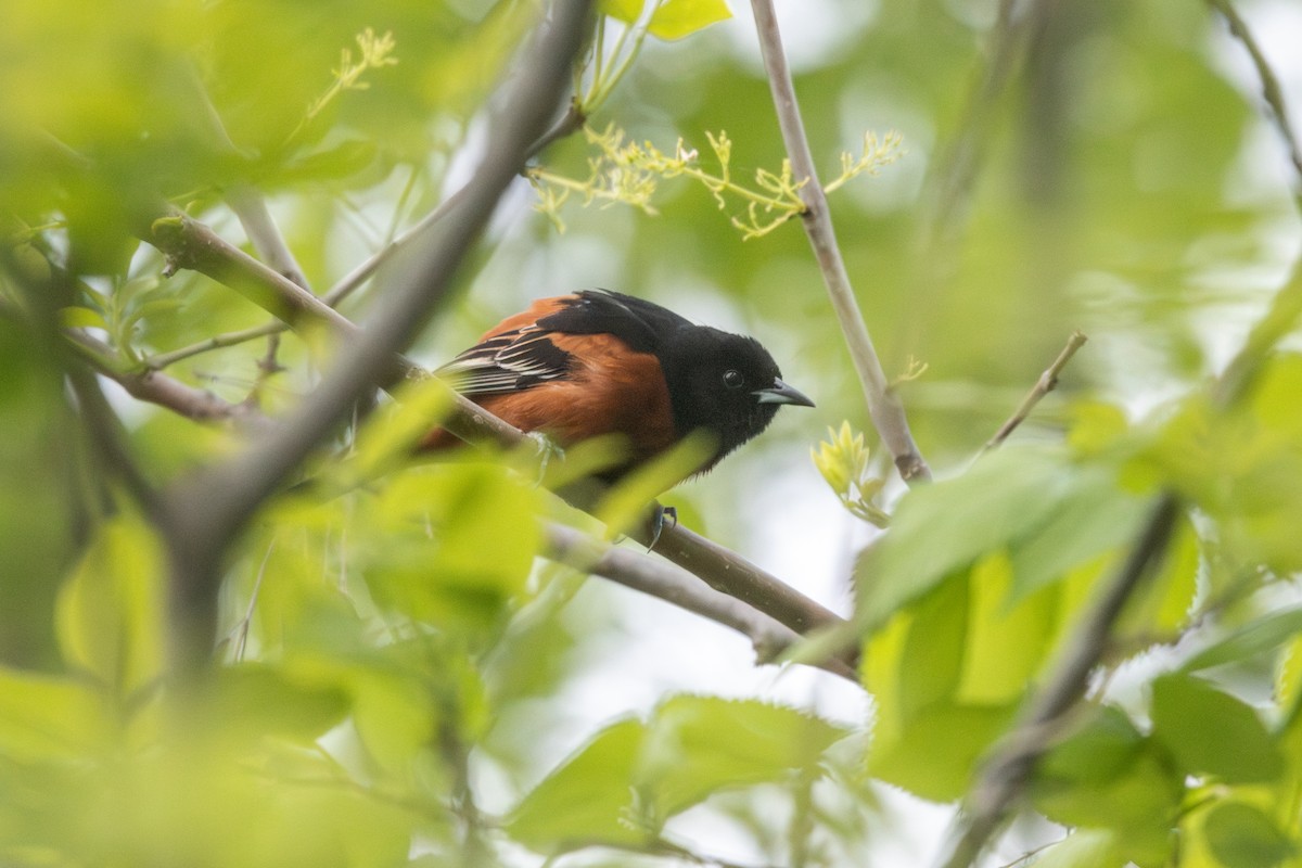 Orchard Oriole - ML618084096