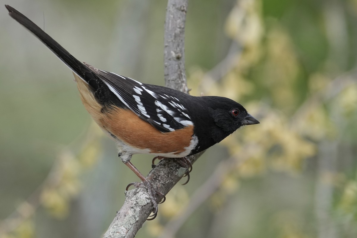 Spotted Towhee - ML618084102