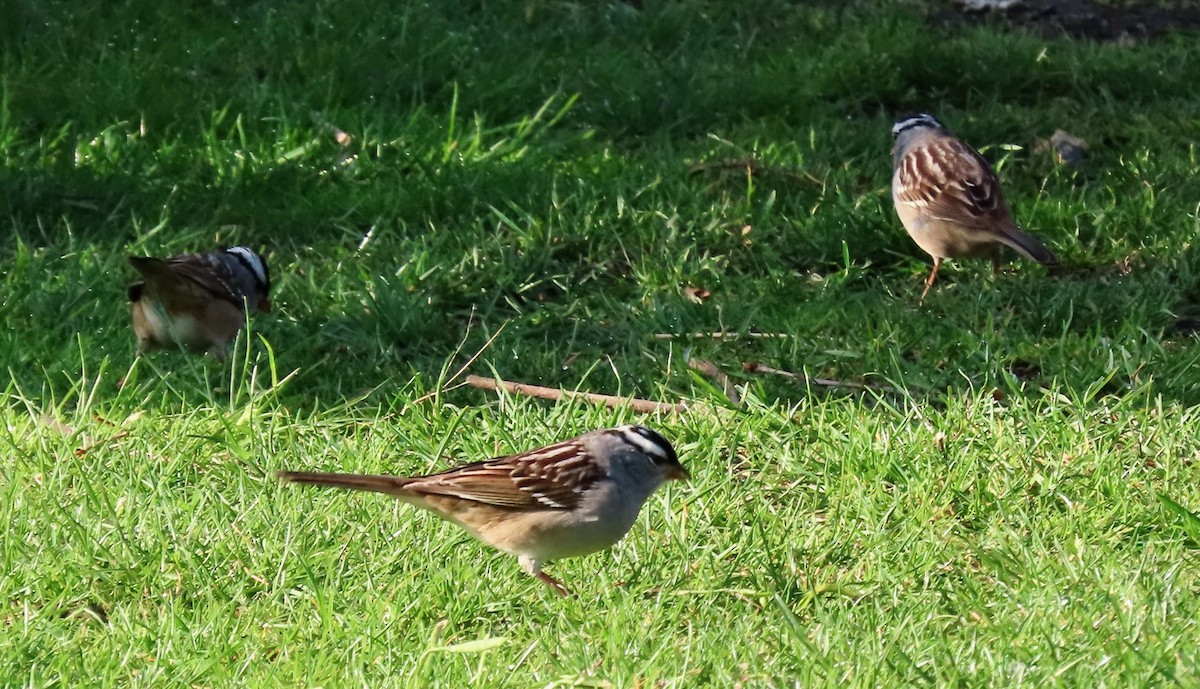 White-crowned Sparrow - ML618084116