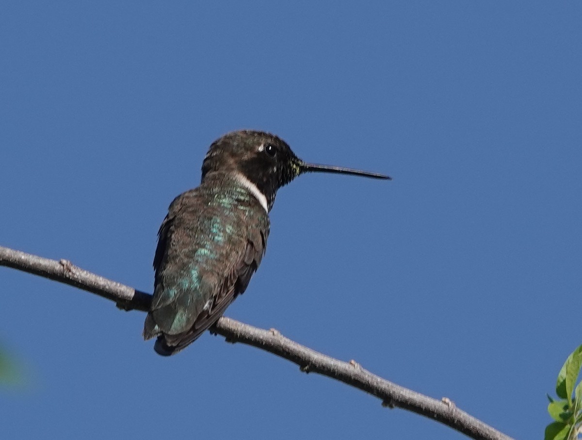 Black-chinned Hummingbird - Robin Oxley 🦉