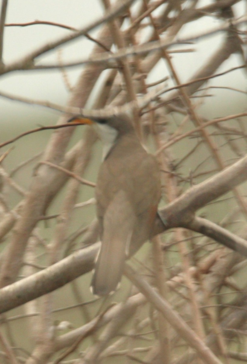 Yellow-billed Cuckoo - ML618084130