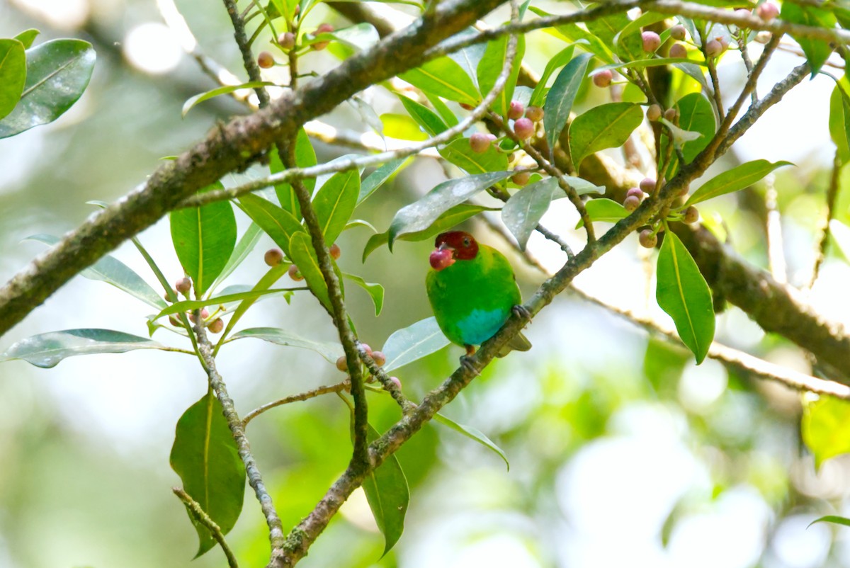 Rufous-winged Tanager - ML618084157