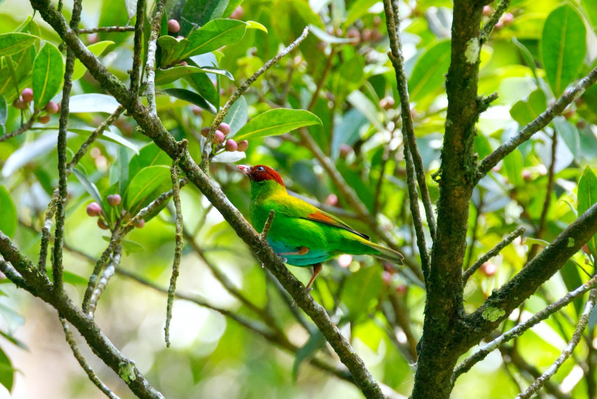 Rufous-winged Tanager - ML618084158