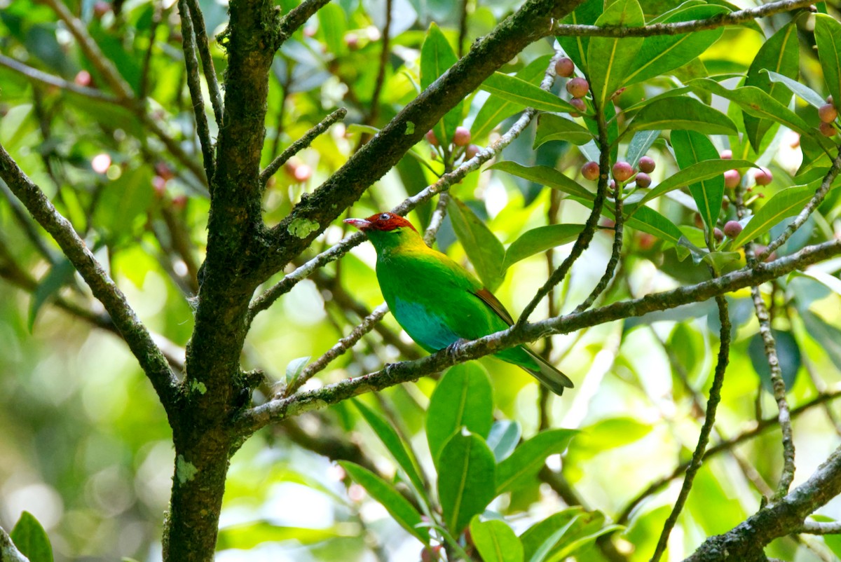 Rufous-winged Tanager - ML618084159
