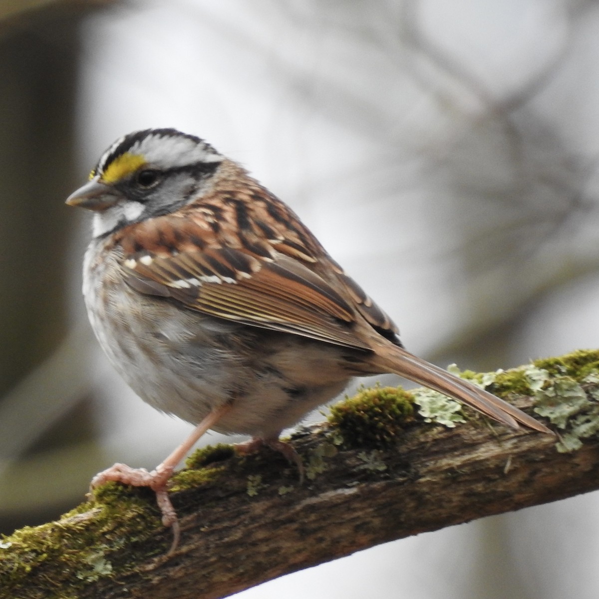 White-throated Sparrow - Grace Nelson