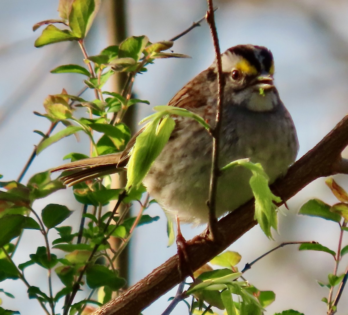 White-throated Sparrow - ML618084172