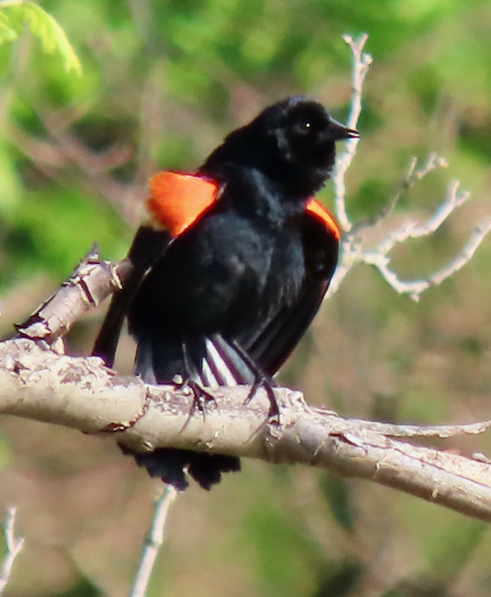 Red-winged Blackbird (Red-winged) - Randy Shonkwiler