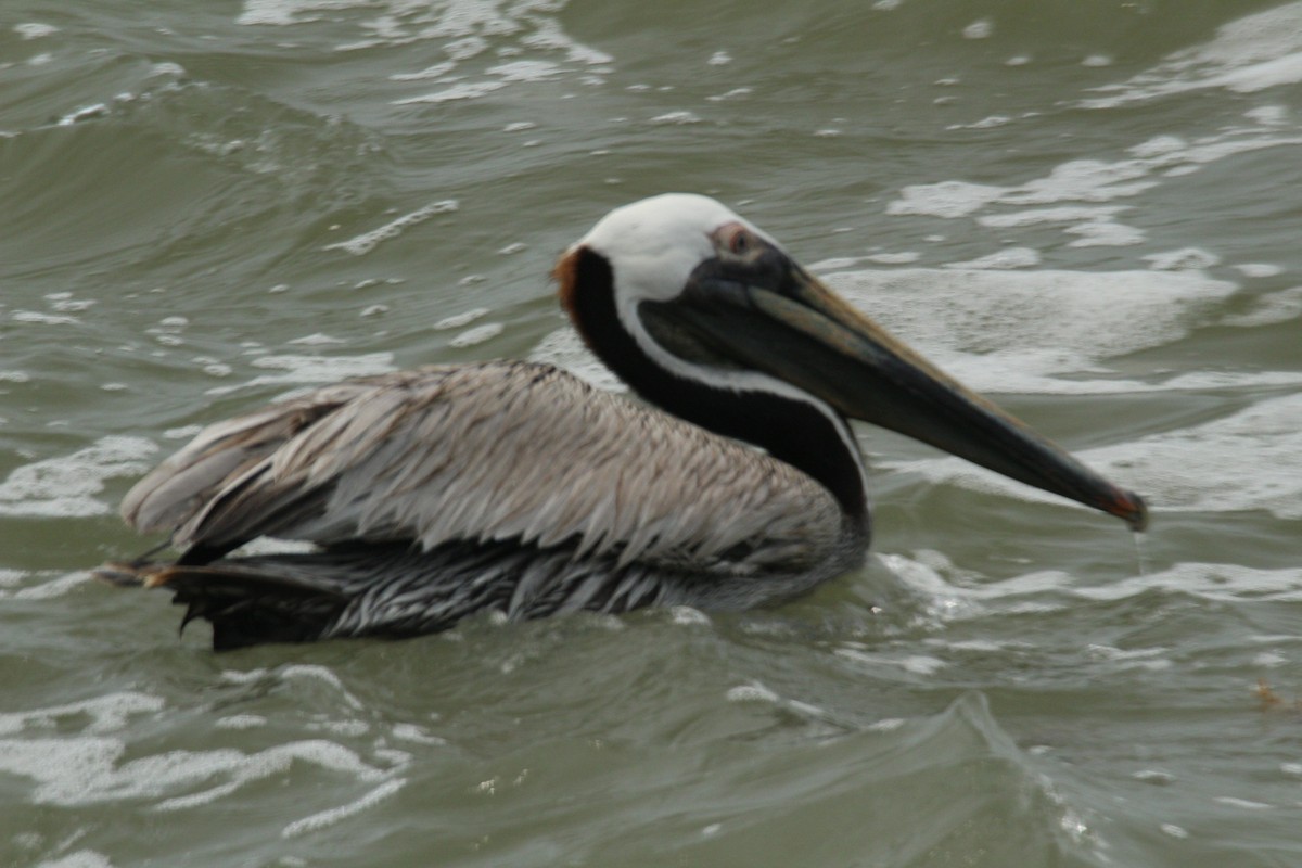 pelikán hnědý - ML618084213