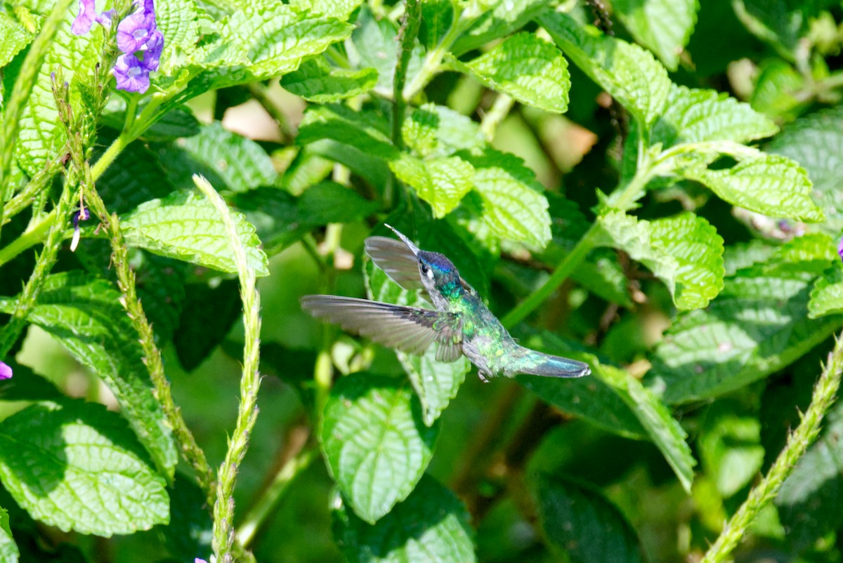 kolibřík fialovohlavý - ML618084229