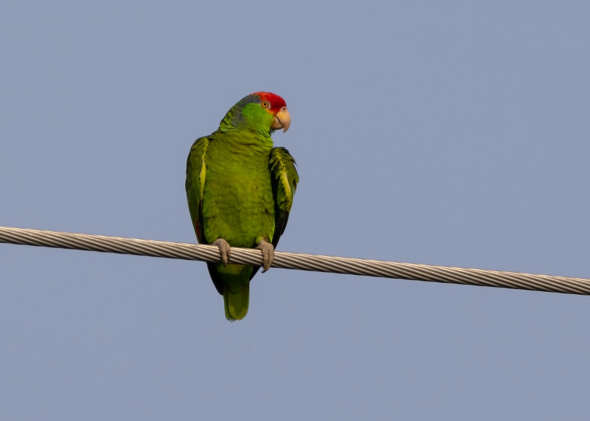Red-crowned Parrot - Muriel Neddermeyer
