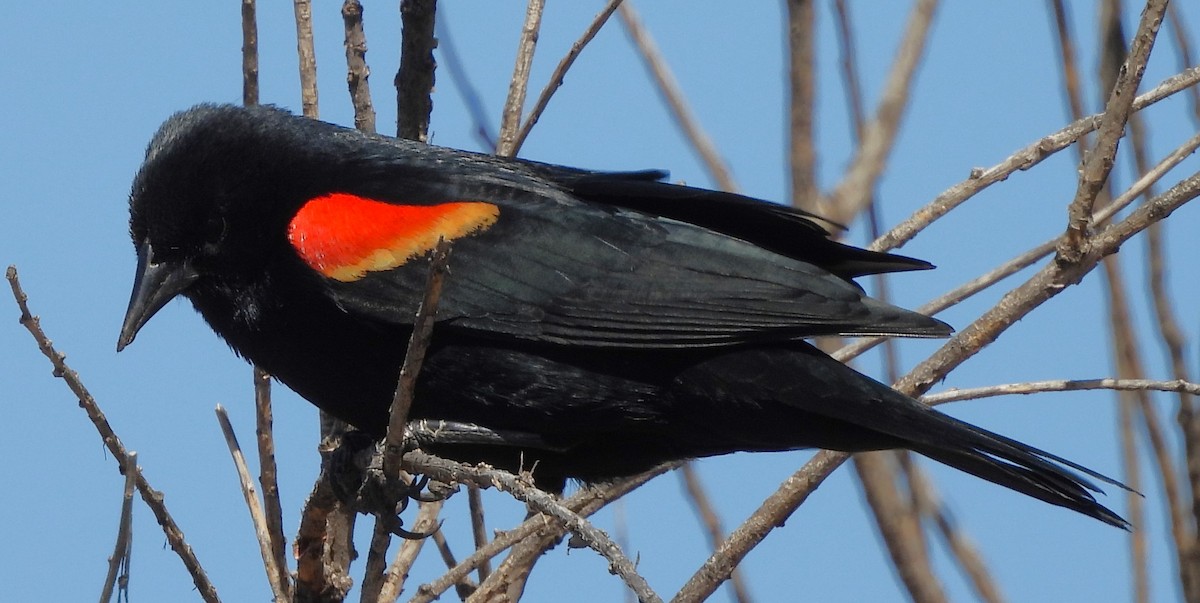 Red-winged Blackbird - Mark Romero