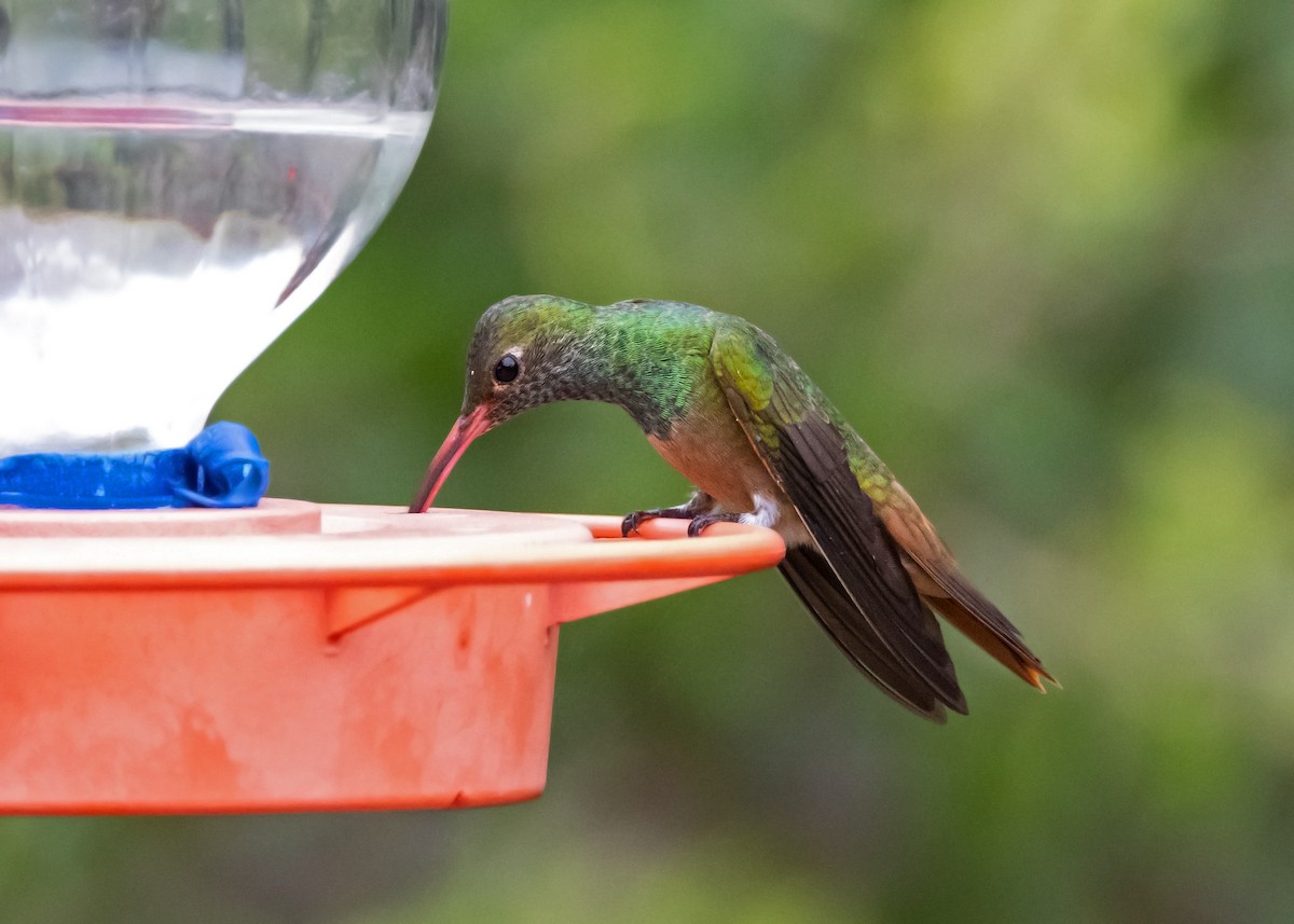 Buff-bellied Hummingbird - Muriel Neddermeyer