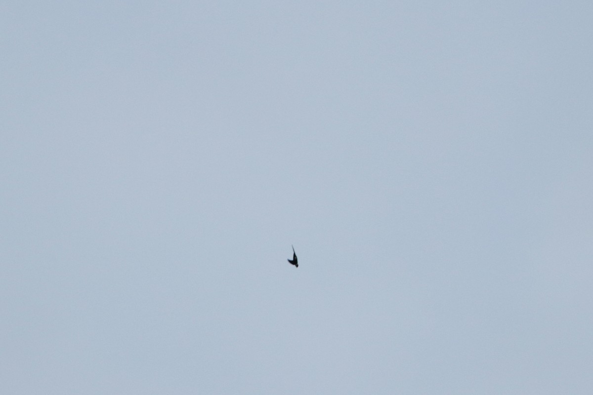 Lesser Swallow-tailed Swift - Richard Dunn