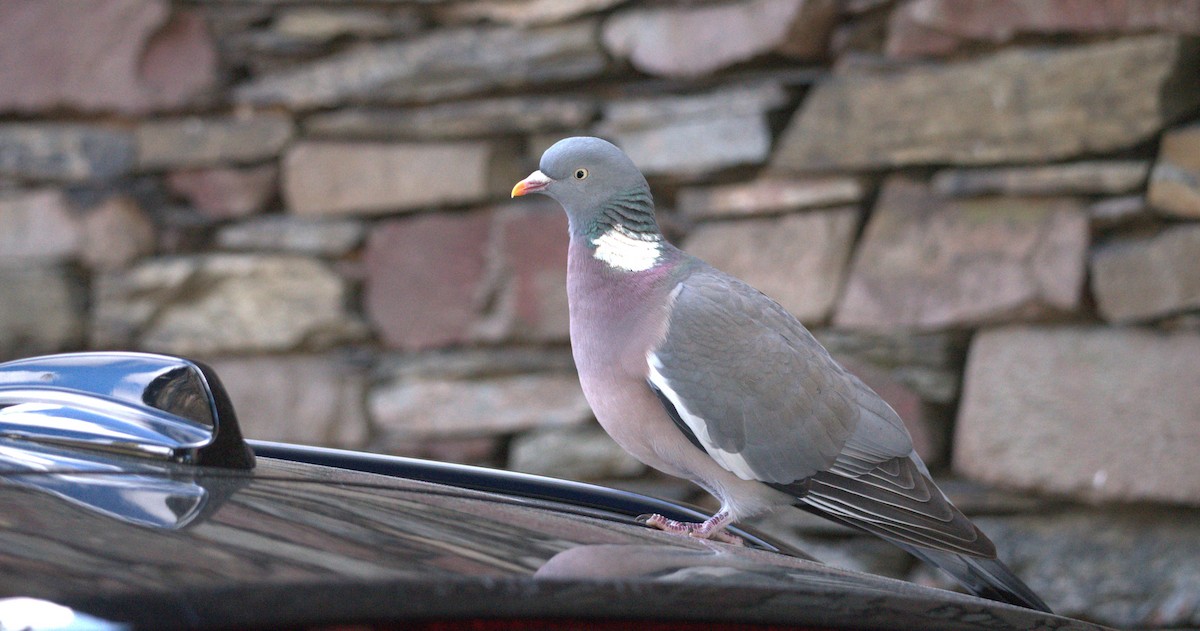 Common Wood-Pigeon (White-necked) - ML618084265