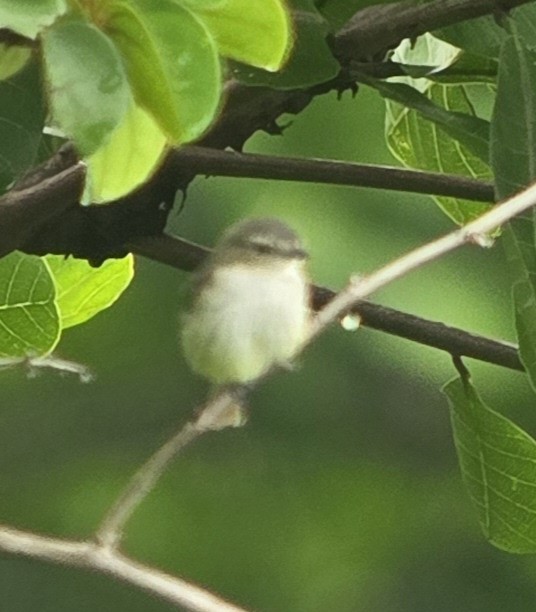 Brown-capped Tyrannulet - ML618084277