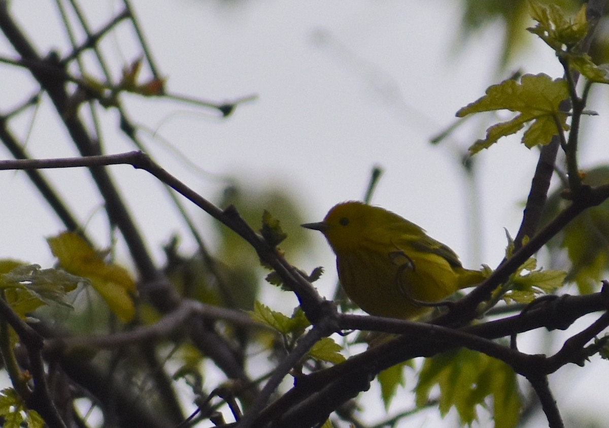 Yellow Warbler (Northern) - ML618084281