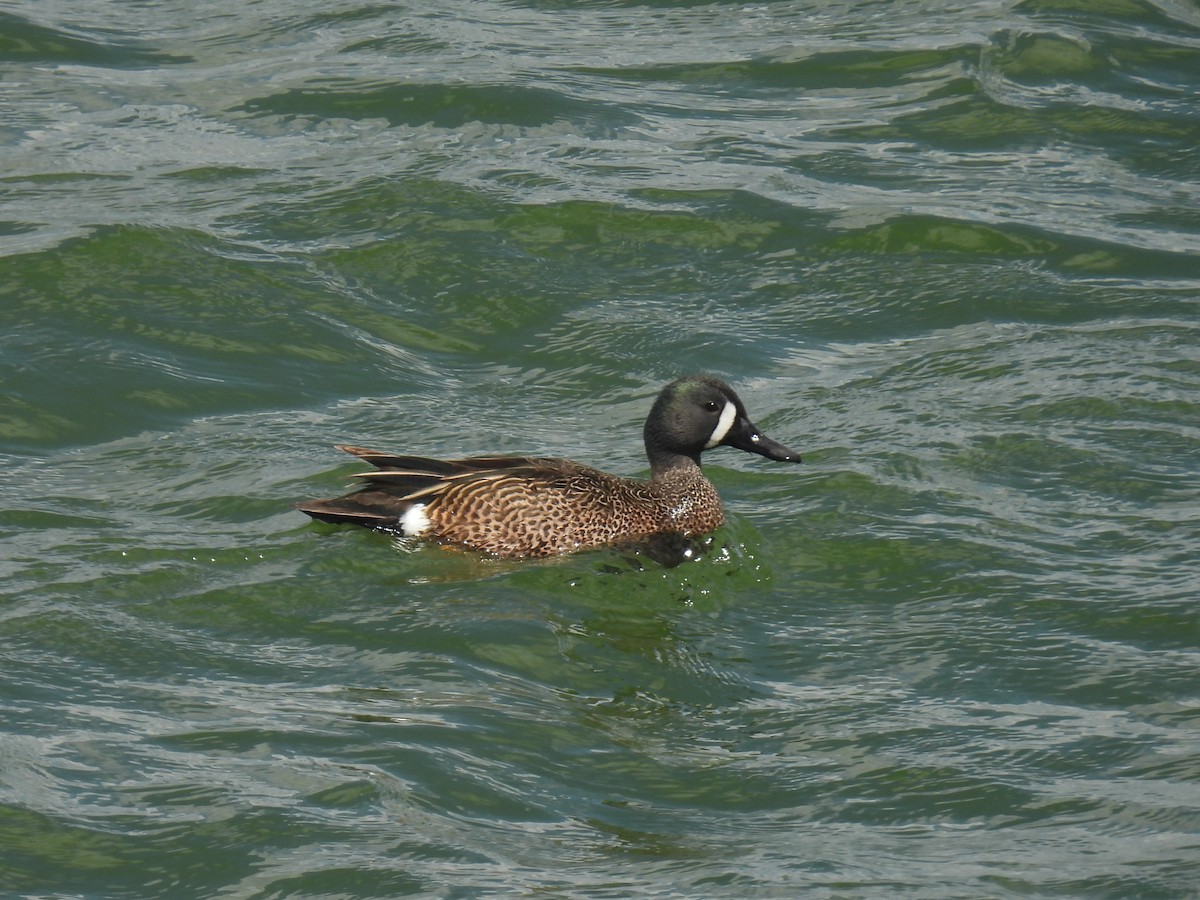 Blue-winged Teal - ML618084331