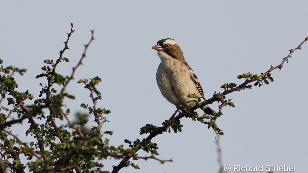 White-browed Sparrow-Weaver - Richard Striebel