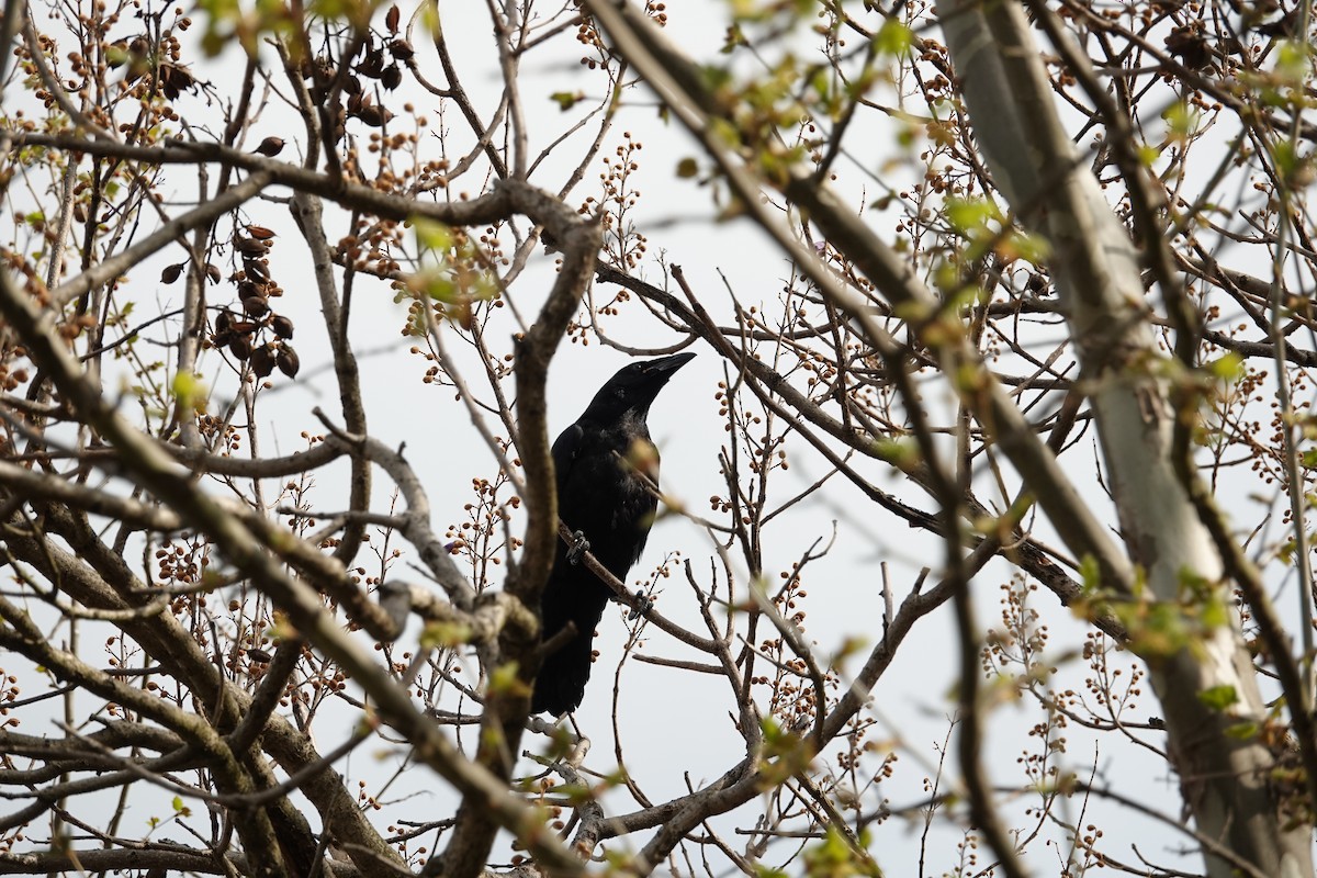 Common Raven - gretchen buxton