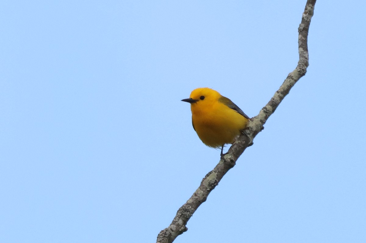 Prothonotary Warbler - ML618084358