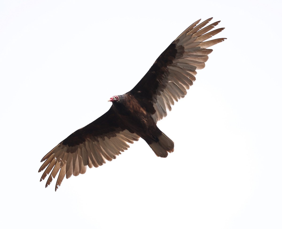 Turkey Vulture - ML618084370