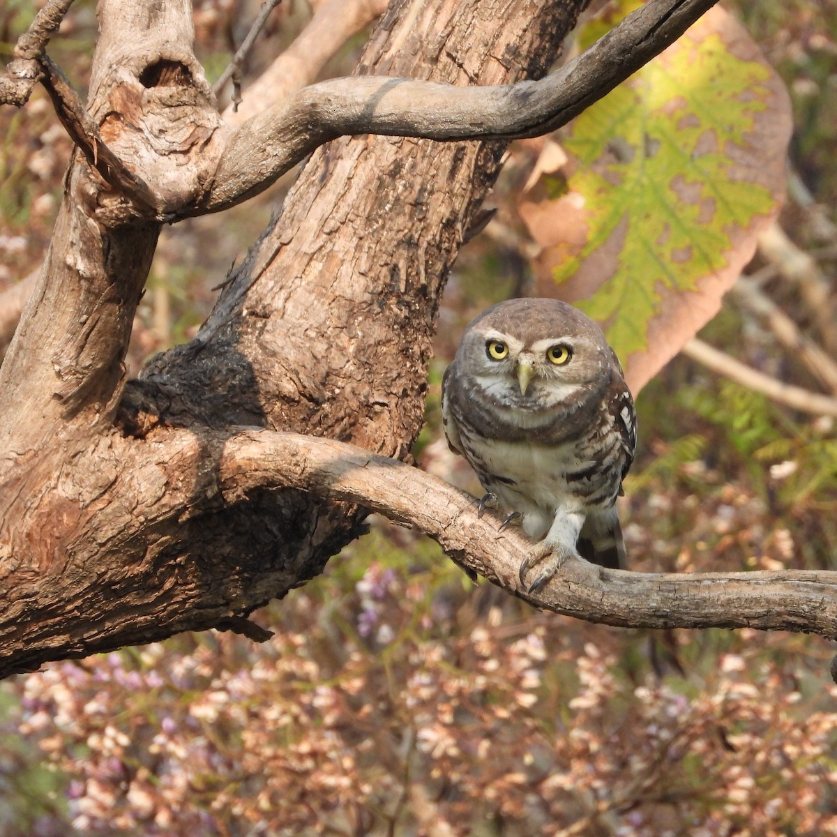 Forest Owlet - Ranjeet Rane