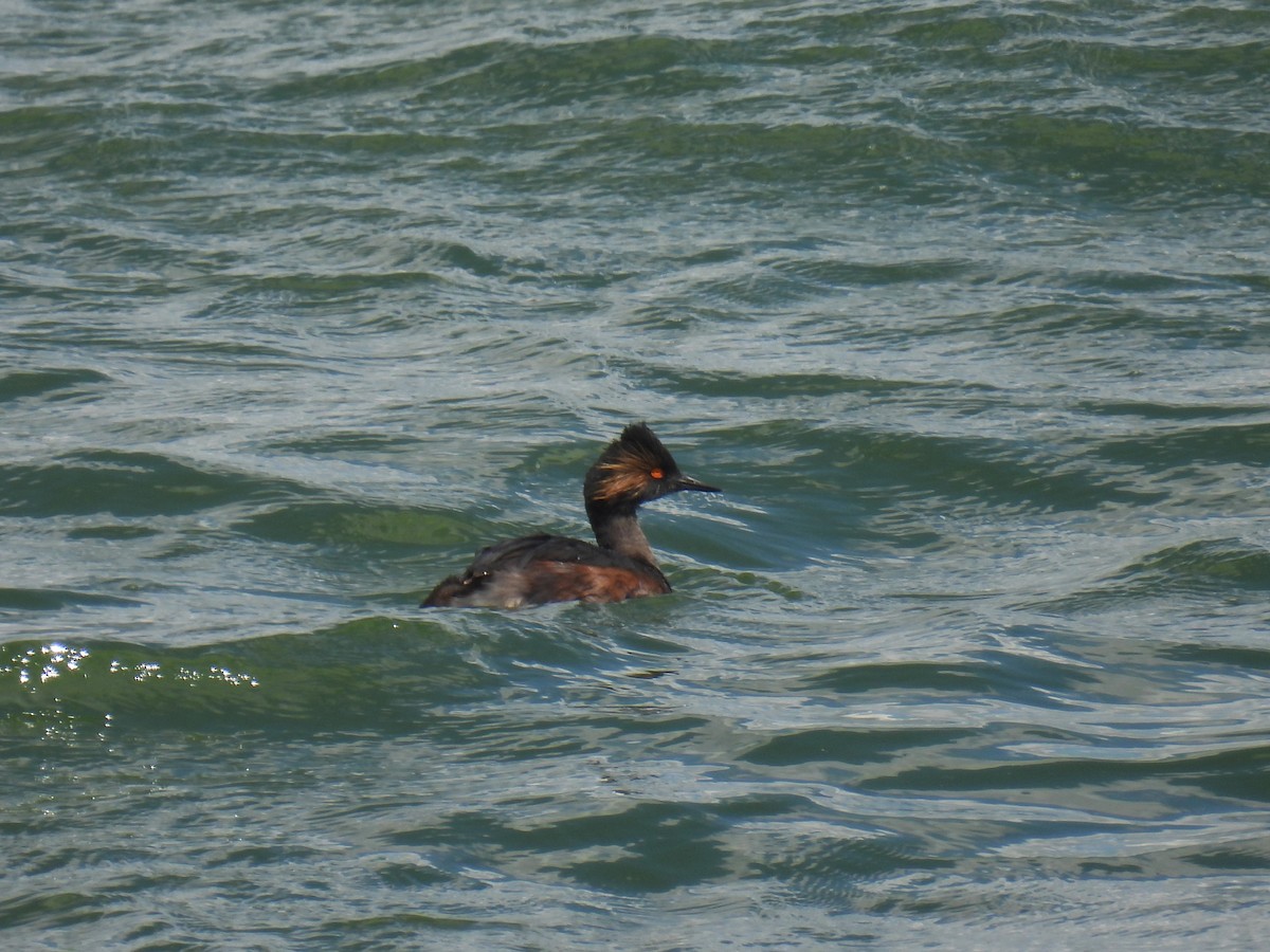 Eared Grebe - Chris Chappell