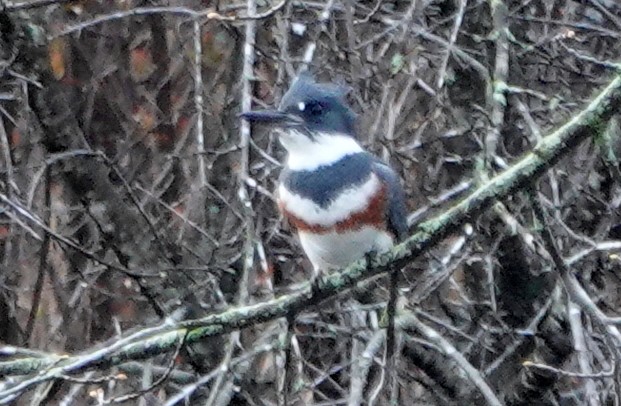 Belted Kingfisher - ML618084450