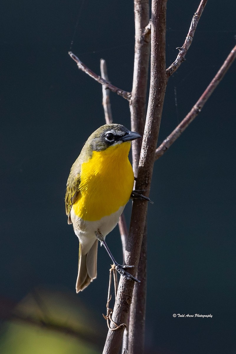 Yellow-breasted Chat - ML618084461