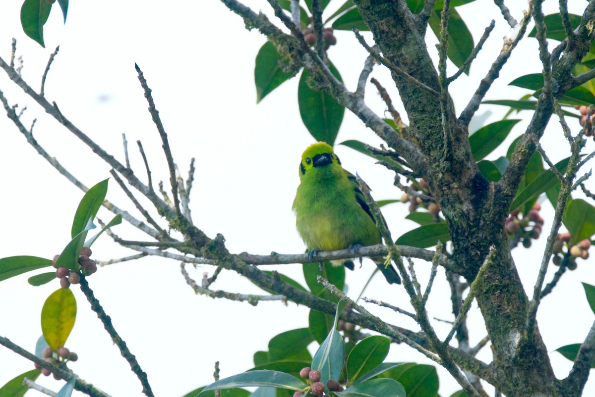 Emerald Tanager - ML618084494