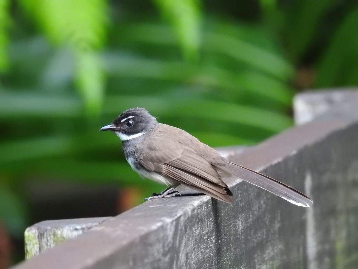 Malaysian Pied-Fantail - Oliver Tan