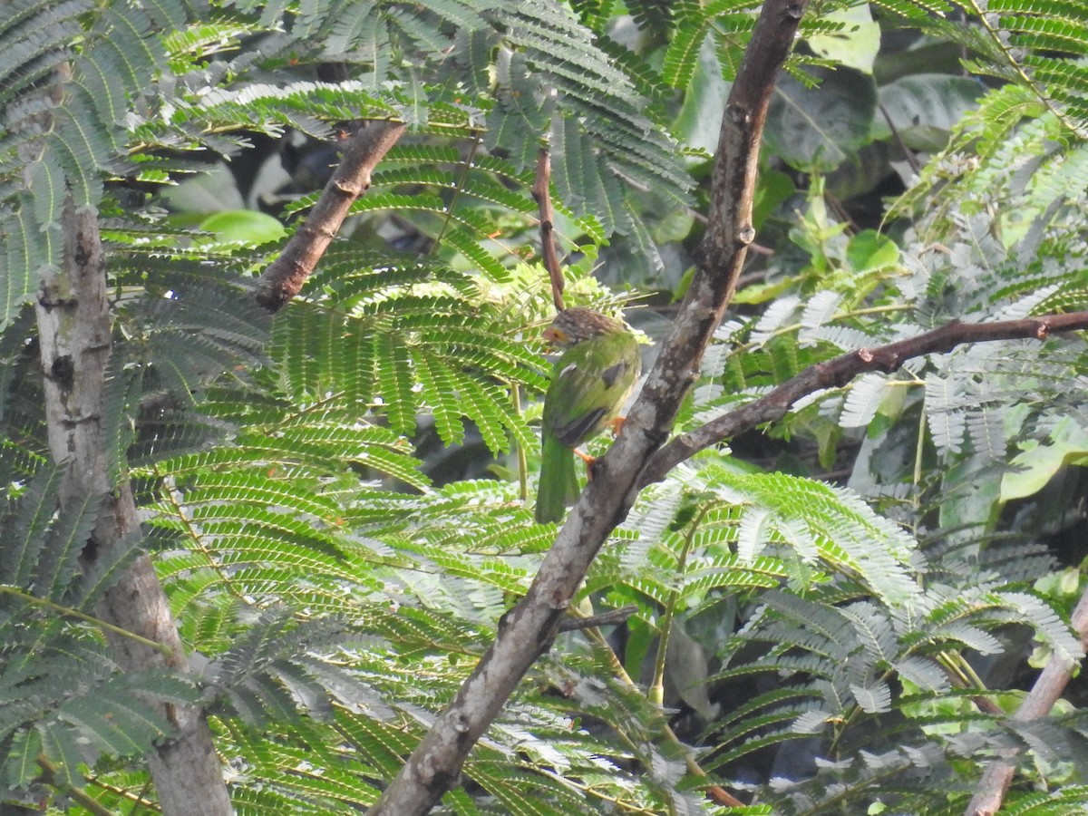 Lineated Barbet - ML618084542