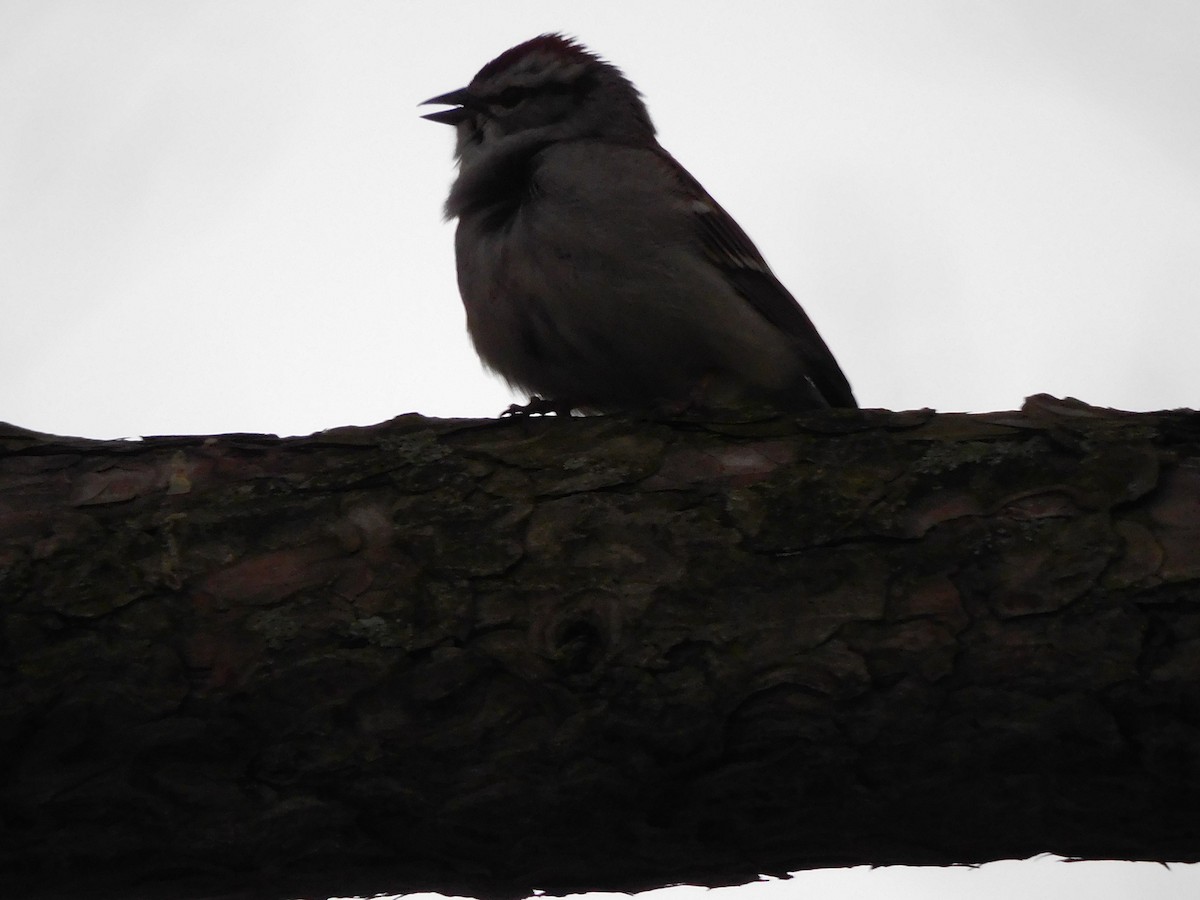 Chipping Sparrow - ML618084544