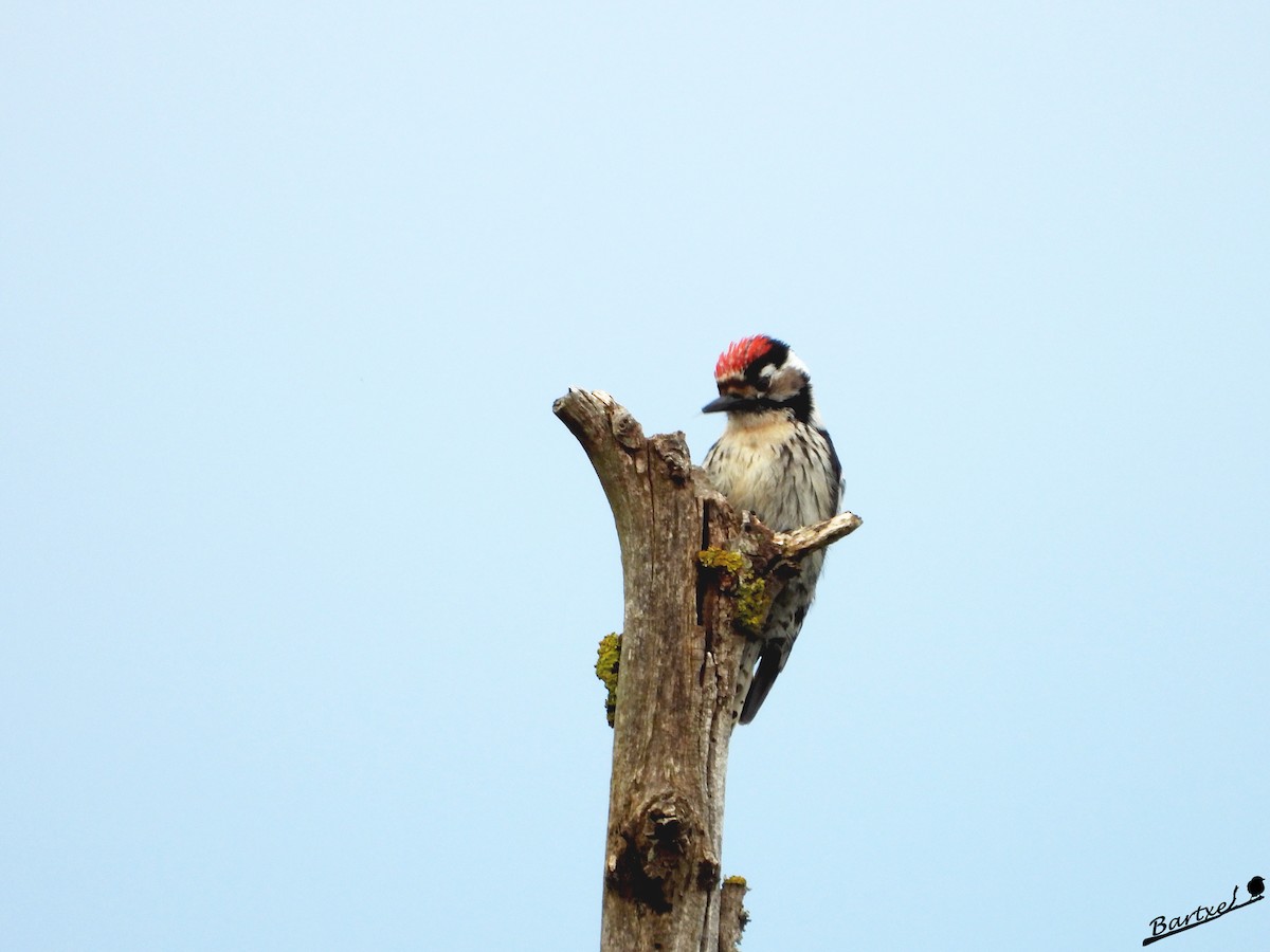 Lesser Spotted Woodpecker - ML618084545