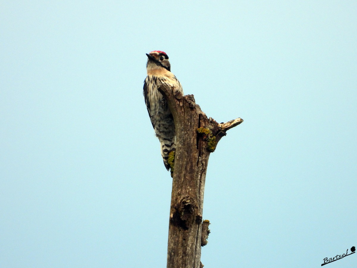 Lesser Spotted Woodpecker - ML618084546