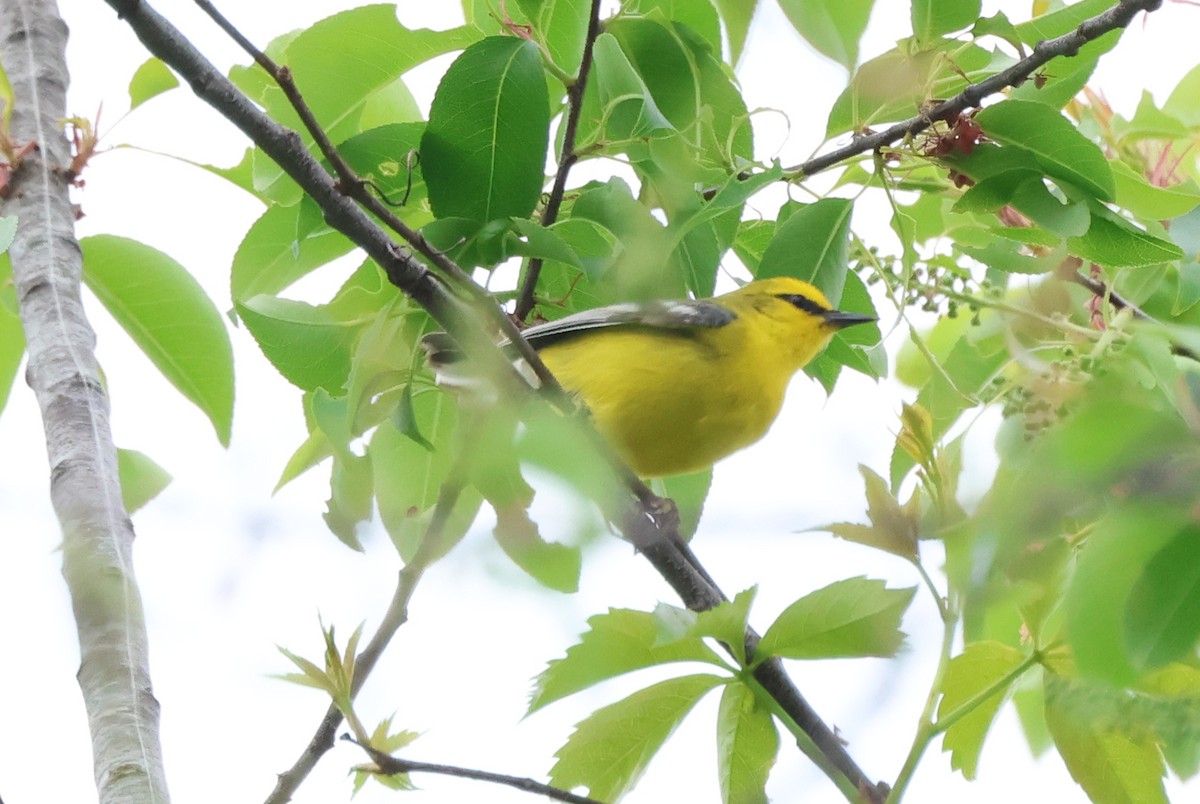 Blue-winged Warbler - Michael McCloy