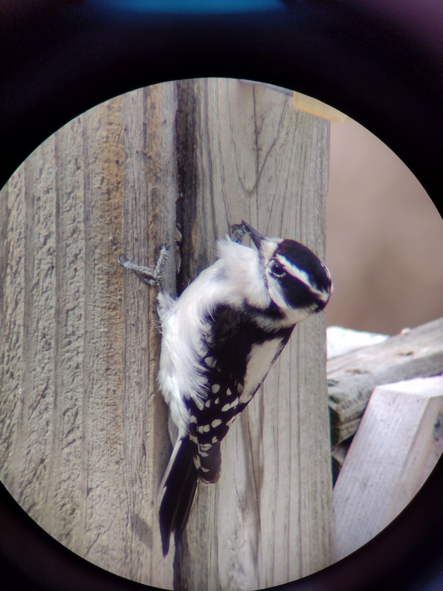 Downy Woodpecker - ML618084659