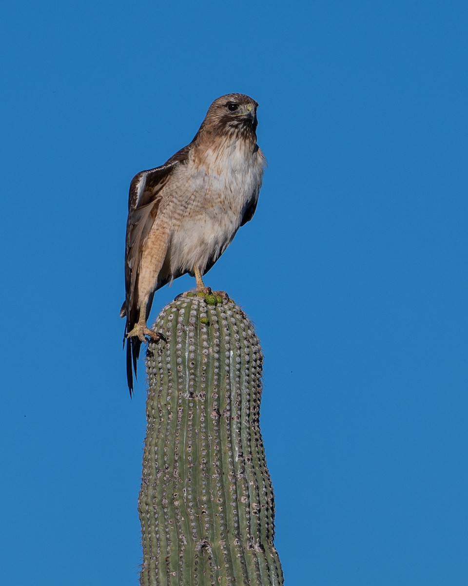 Red-tailed Hawk - ML618084671