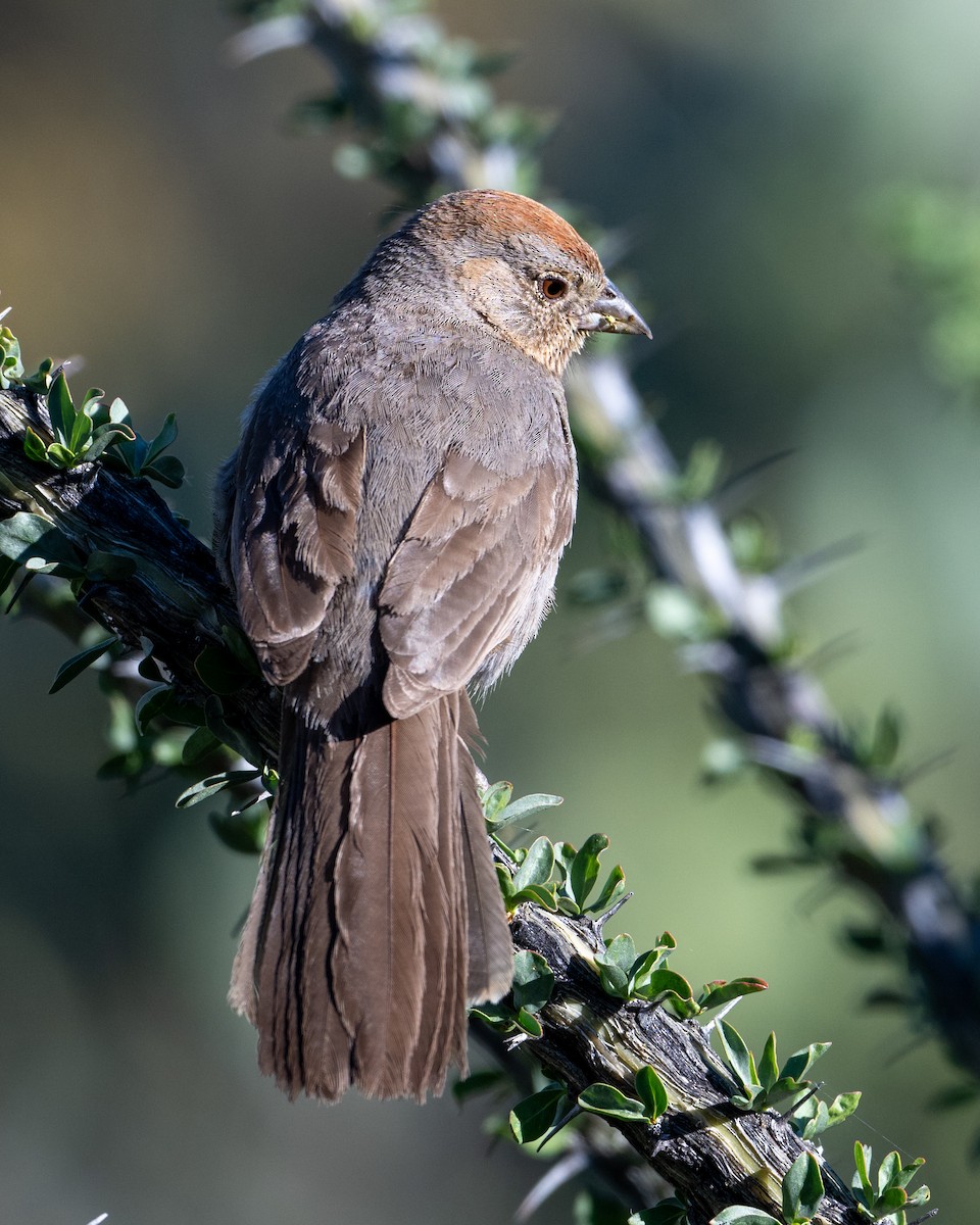 Canyon Towhee - Mike Henry