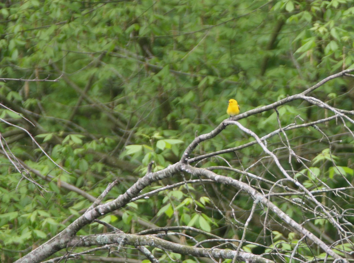 Prothonotary Warbler - ML618084746