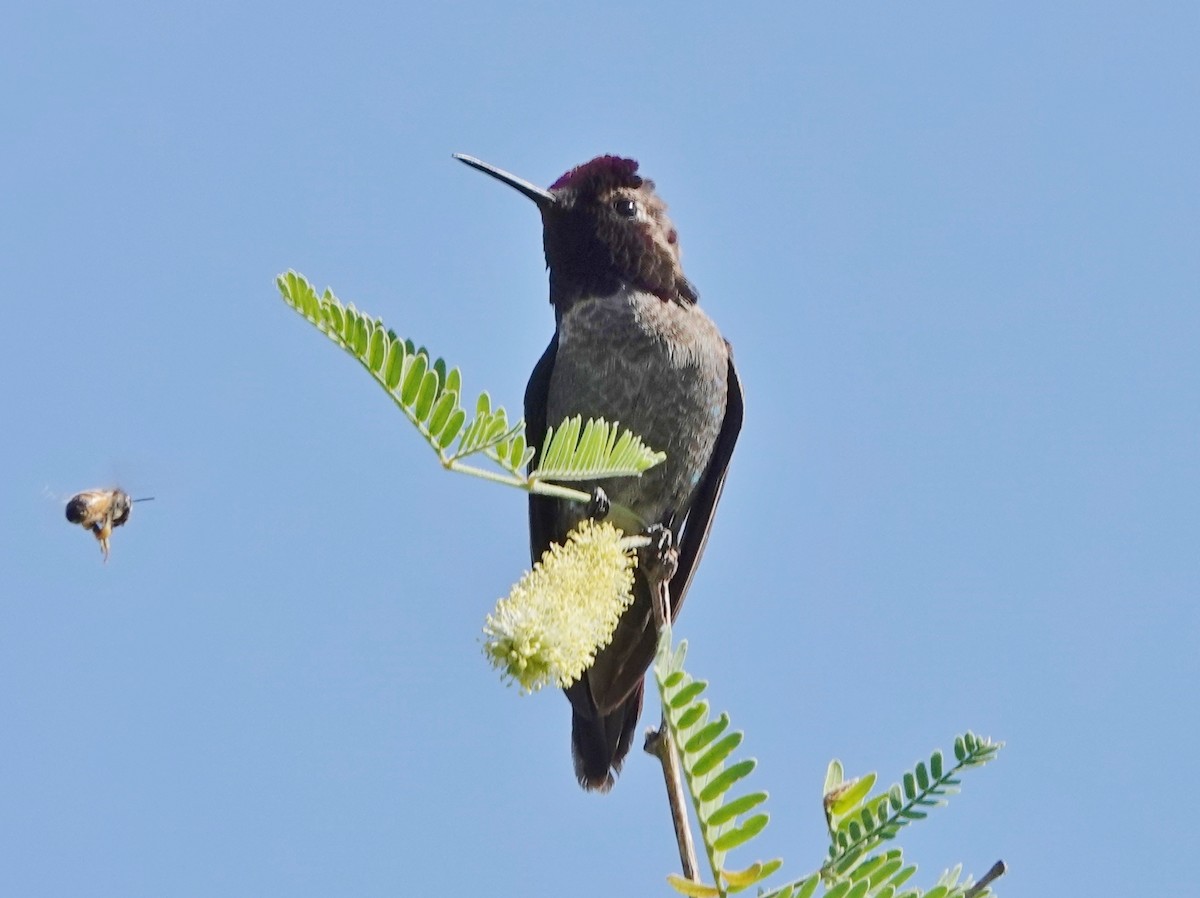 Costa's Hummingbird - ML618084762