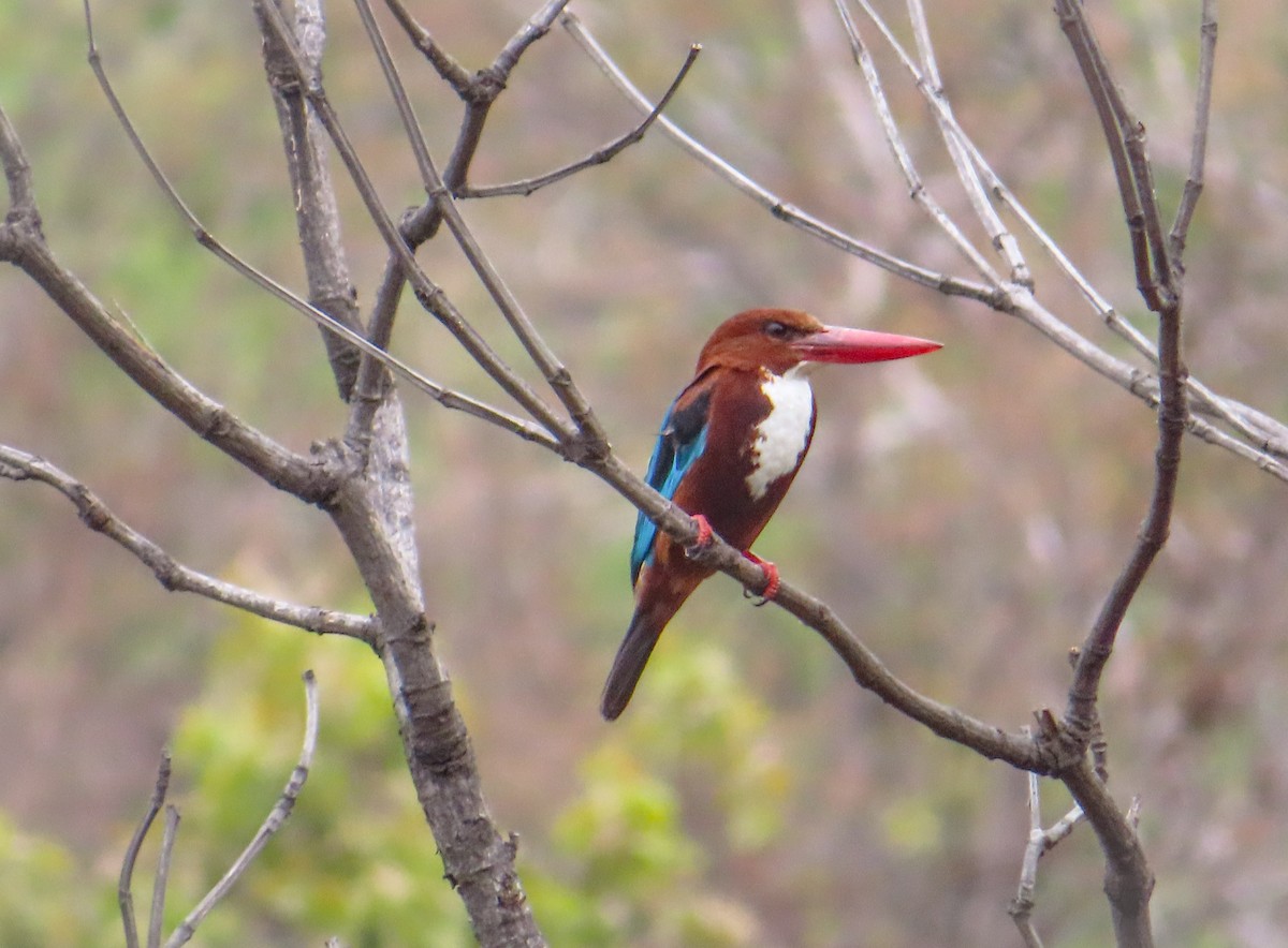 White-throated Kingfisher - Sujay Biswas