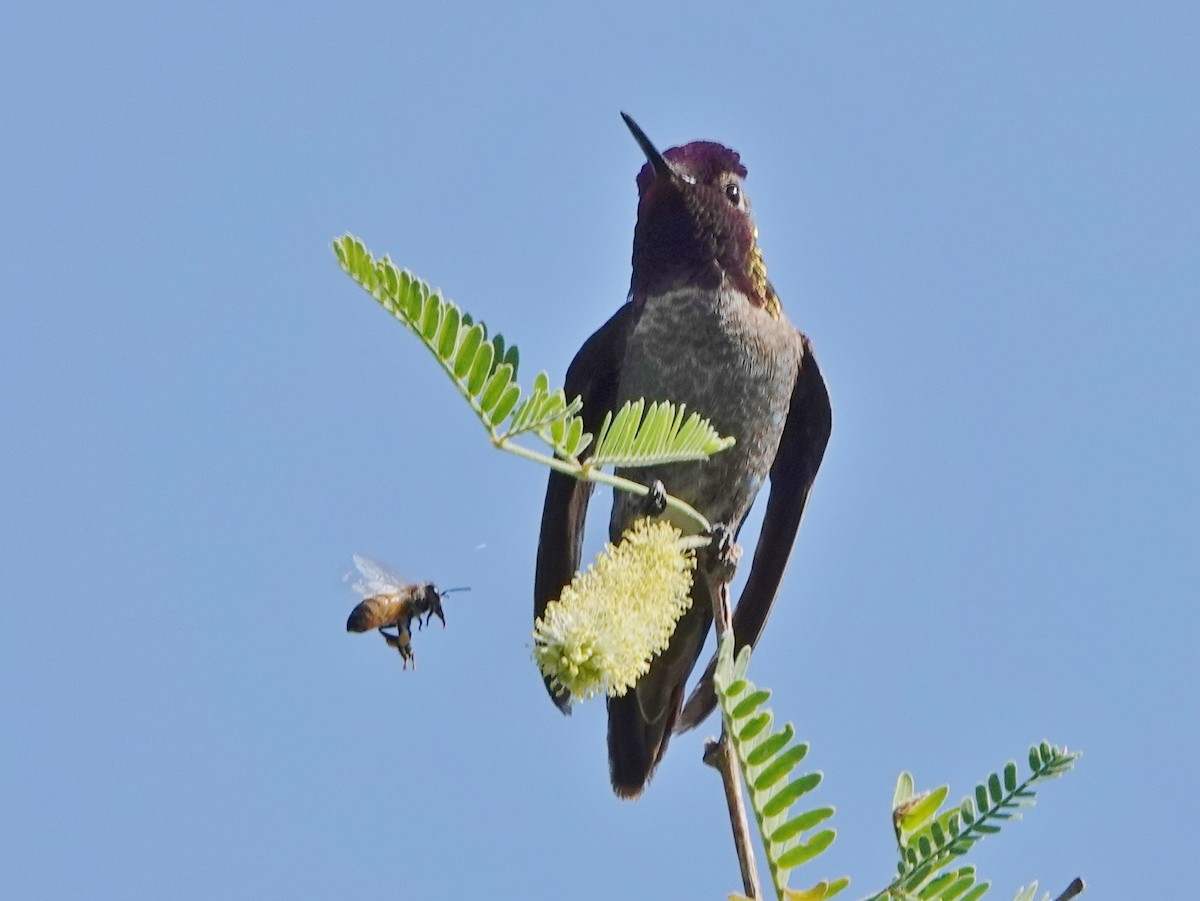 Anna's Hummingbird - Robin Oxley 🦉