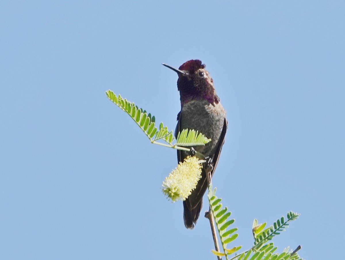 Anna's Hummingbird - ML618084771