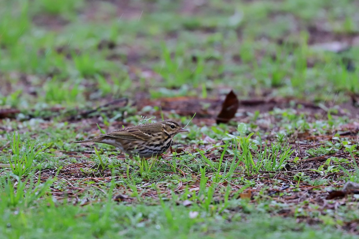 Olive-backed Pipit - Chih-Wei(David) Lin