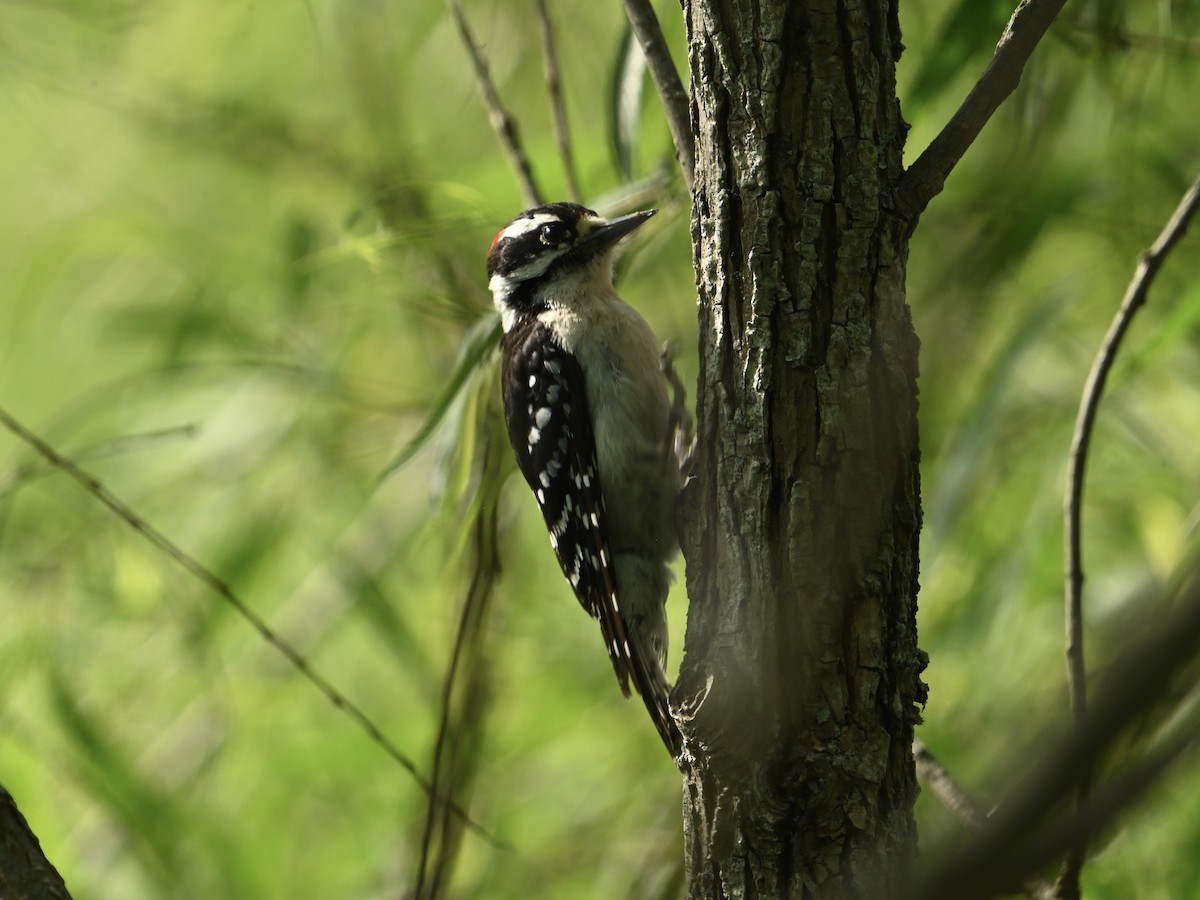 Downy Woodpecker - ML618084812