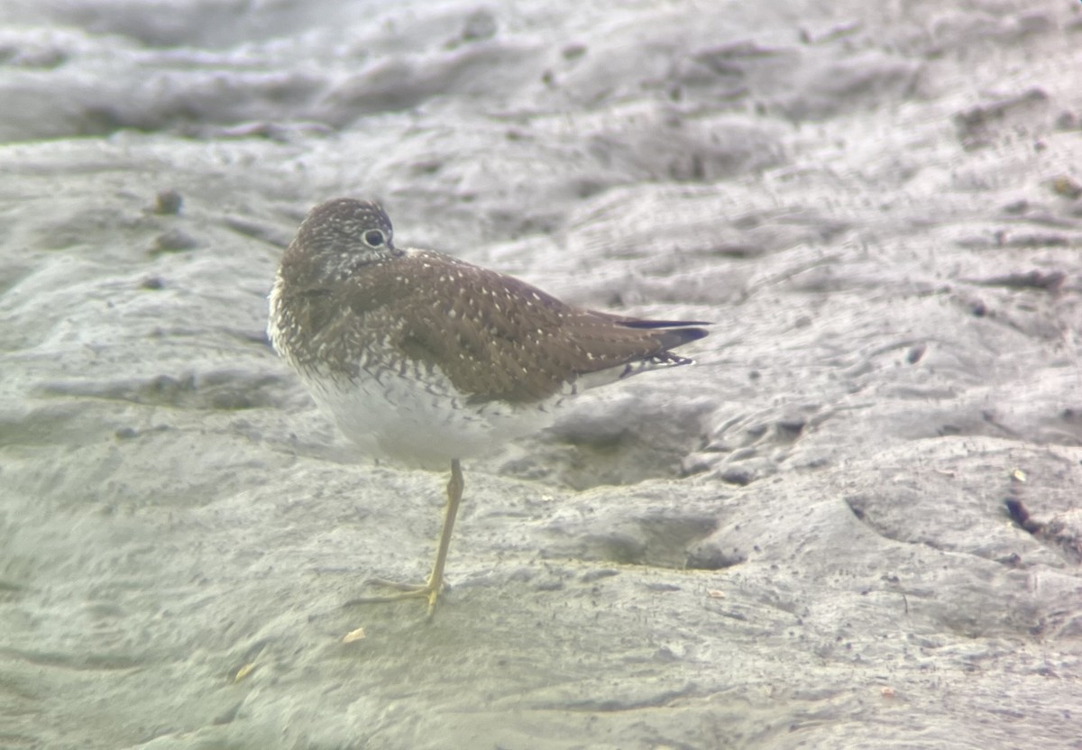 Solitary Sandpiper - Alexander Sowers